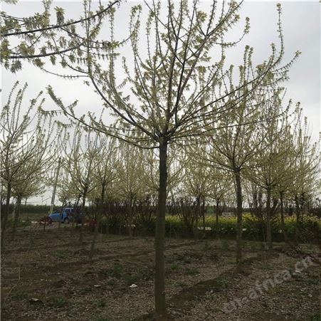 澳森花木基地 供应 漯河 金叶复叶槭18公分价格