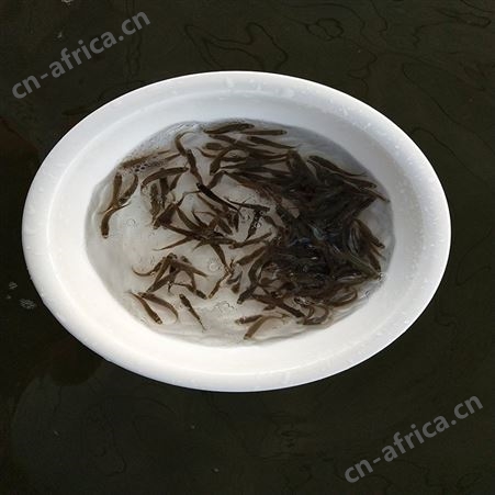 中渔水产 加洲鲈鱼苗 七星鲈鱼苗 规格齐全