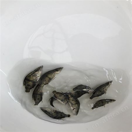 鳜鱼苗 供应桂花鱼苗 鱼苗养殖场