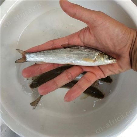 银雪鱼苗银鳕鱼苗 淡水养殖银鳕鱼苗 大鳞副银鳕鱼苗 淡水银鳕鱼苗 银鳕鱼苗