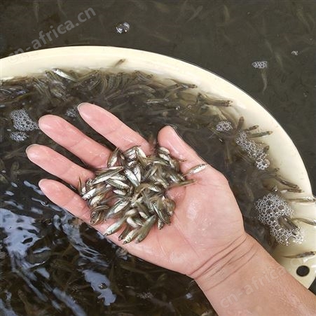 中渔水产 加洲鲈鱼苗 七星鲈鱼苗 规格齐全