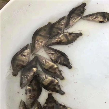 桂花鱼苗 供应桂花鱼苗 鳜鱼苗繁殖场
