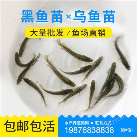 花都鱼苗场直销黑鱼苗 乌鱼苗 生鱼苗 杂交黑鱼 杂交生鱼 鱼苗批发