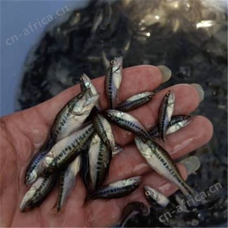 加州鲈鱼  质量保证  价格实惠