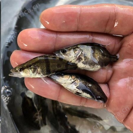 桂花鱼 高成活率鳜鱼苗 鳜鱼苗繁殖场