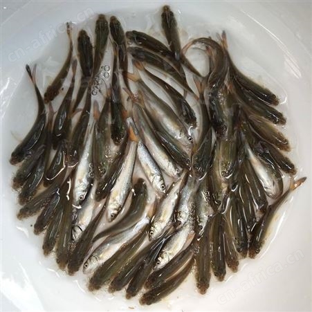 当季新苗银鳕鱼 大鳞鲃银鳕鱼苗 银鳕鱼苗批发 淡水银鳕鱼苗 鳕鱼苗