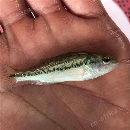 鲈鱼苗加州鲈鱼苗 鲈鱼苗 淡水大口黑鲈 鲈鱼苗 优鲈一号鱼苗