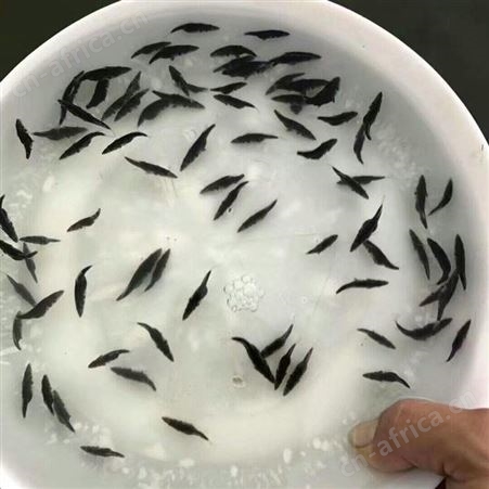 桂花鱼 高成活率鳜鱼苗 鱼苗市场供应