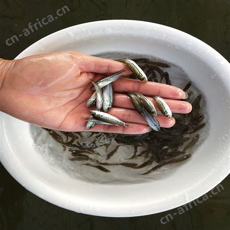 中渔水产 山泉水鱼 3-4厘米鲈鱼 