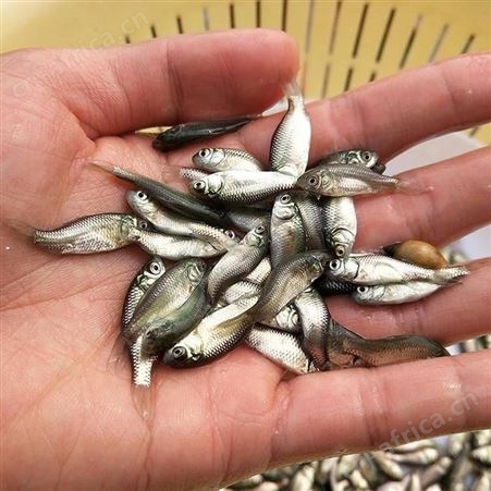 金鲫鲫鱼苗 鱼苗供应商中科3号鲫鱼苗鲫鱼苗