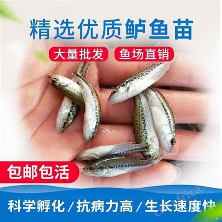 黑鲈鱼苗加州鲈鱼苗 加州鲈水花 鱼苗批发 优鲈一号鱼苗批发