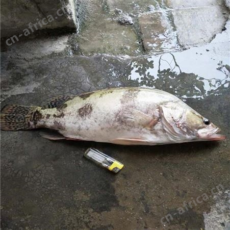 鳜鱼苗 桂花鱼幼苗 基地桂花鱼苗供应