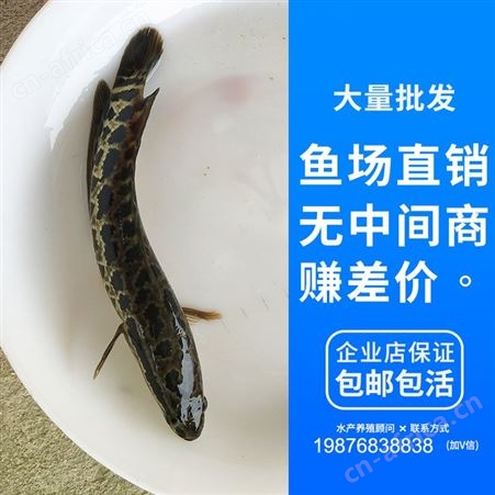 花都鱼苗场直销黑鱼苗 乌鱼苗 生鱼苗 杂交黑鱼 杂交生鱼 鱼苗批发