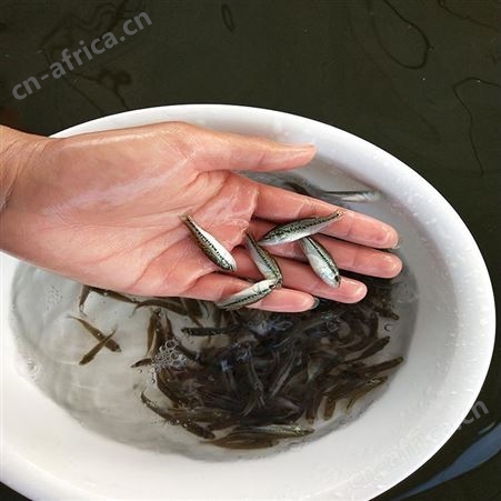 中渔水产 加洲鲈鱼苗 3-4厘米鲈鱼 货源充足