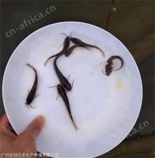 中渔各类鱼苗售卖 耐运输病害 饲养范围广泛 抗病力强