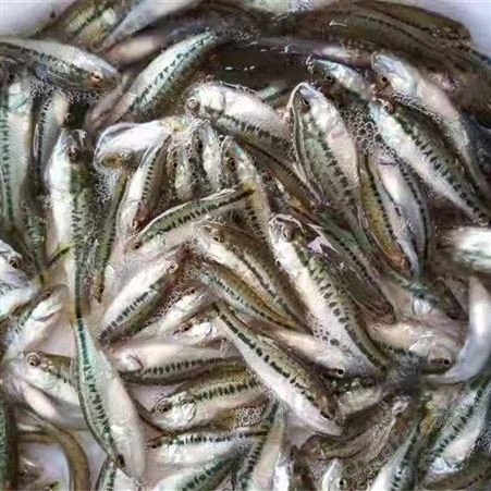 加州鲈鱼  质量保证  价格实惠