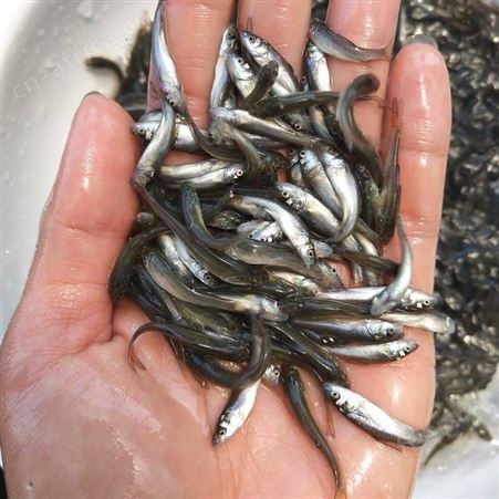 银雪鱼苗银鳕鱼苗 淡水养殖银鳕鱼苗 大鳞副银鳕鱼苗 淡水银鳕鱼苗 银鳕鱼苗