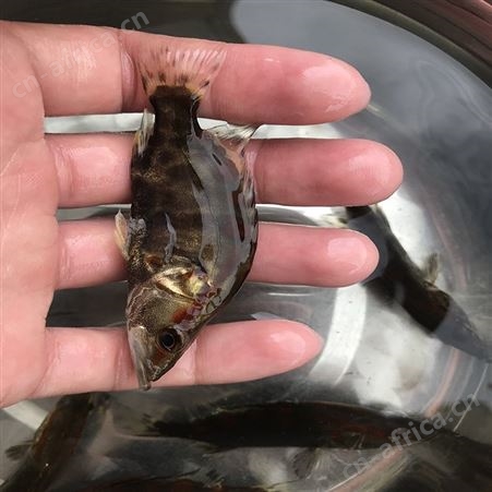 桂花鱼 桂花鱼幼苗 基地桂花鱼苗供应