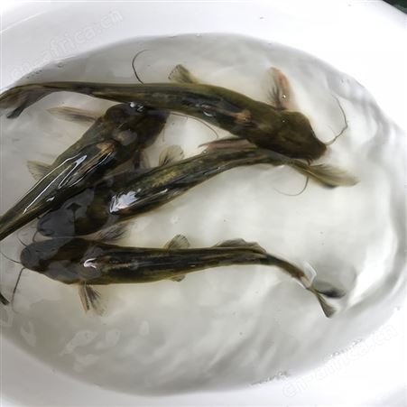 黄骨鱼 全雄黄骨鱼 杂交黄骨鱼