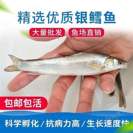 当季新苗银鳕鱼 大鳞鲃银鳕鱼苗 银鳕鱼苗批发 淡水银鳕鱼苗 鳕鱼苗