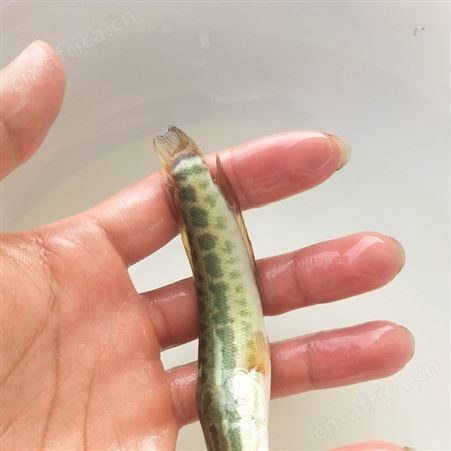 花都鱼苗场直销黑鱼苗 乌鱼苗 生鱼苗 杂交黑鱼 杂交生鱼 鱼苗批发