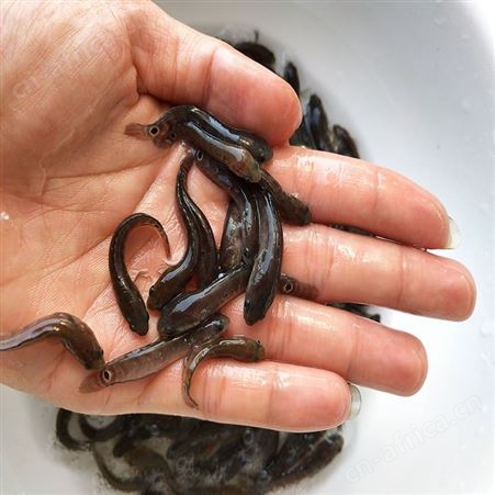 点秤鱼 花星鱼苗 星光鱼星鱼 中渔水产