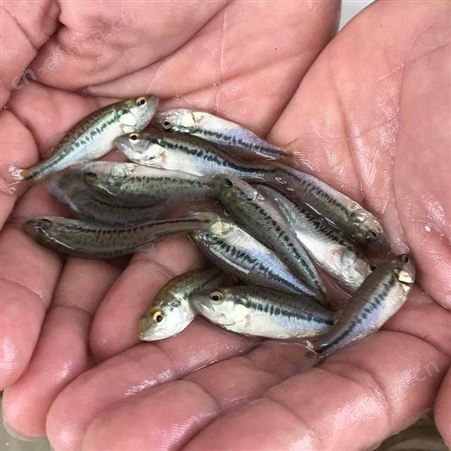 黑鲈鱼苗加州鲈优鲈1号鲈鱼苗 鲈鱼苗 加州鲈 鱼苗淡水活体大口鲈鱼苗