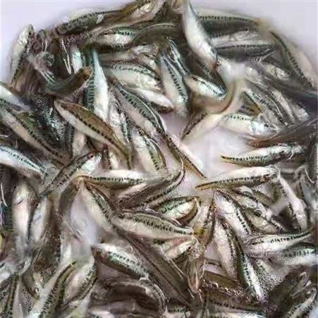 加州鲈鱼  质量保证  价格实惠