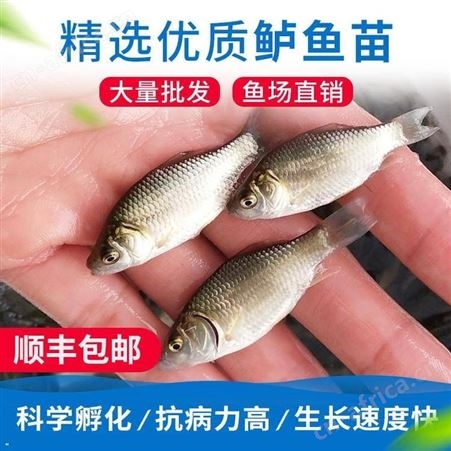 金鲫鲫鱼苗 鱼苗供应商中科3号鲫鱼苗鲫鱼苗