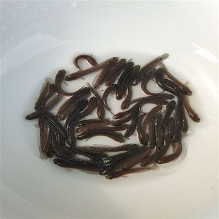 批发山花鱼 张公鱼苗 七星鱼养殖场 中渔水产