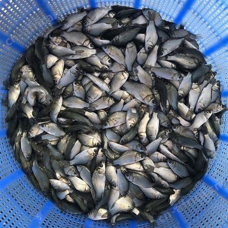 白鲫鲫鱼苗中科三号鲫鱼苗批发销售出售 彭泽鲫