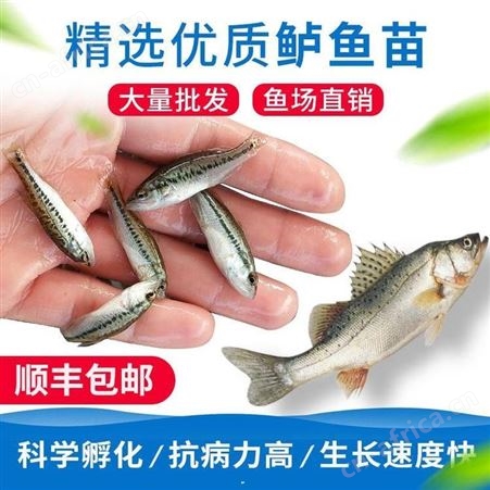 黑鲈鱼苗加州鲈鱼苗 加州鲈水花 鱼苗批发 优鲈一号鱼苗批发