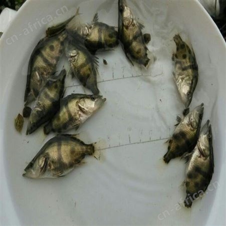桂花鱼苗 供应桂花鱼苗 鳜鱼苗繁殖场