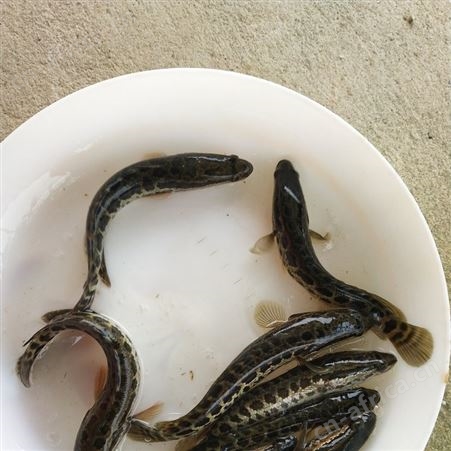 花都鱼苗场直销黑鱼苗 乌鱼苗 生鱼苗 杂交黑鱼 杂交生鱼 鱼苗批发