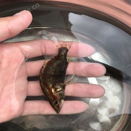 桂花鱼苗 三代鳜鱼苗 桂花鱼苗鱼场直售