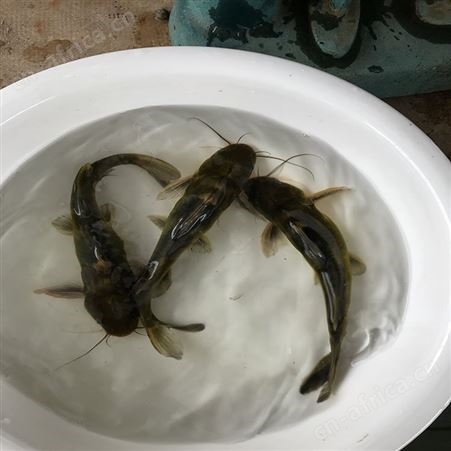 黄骨鱼 全雄黄骨鱼 杂交黄骨鱼