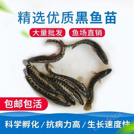 花都鱼苗场直销黑鱼苗 乌鱼苗 生鱼苗 杂交黑鱼 杂交生鱼 鱼苗批发