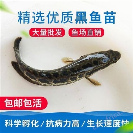 黑鱼苗大量供应黑鱼苗 生鱼 杂交生鱼苗 广东生鱼鱼苗批发