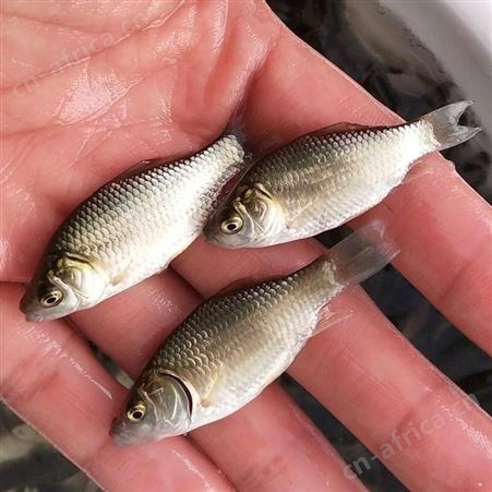 白鲫鲫鱼苗中科三号鲫鱼苗批发销售出售 彭泽鲫