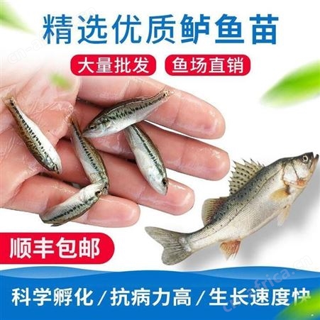 加州鲈鱼  质量保证  价格实惠