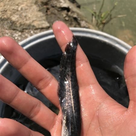 鲶鱼苗 六须鲶 大口鲶鱼苗鲶巴朗 南方大口鲶 活体鱼苗 鲇鱼  淡水鱼养殖 胡子鱼苗 大河鲶 叉口鲶 大鲶鲐