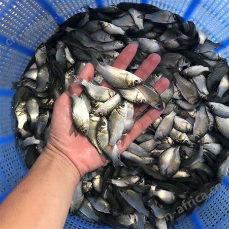 银鲫 白金鲫 东北鲫 湘云鲫鱼苗工程鲫鲫鱼苗 鲫鱼水花白鲫