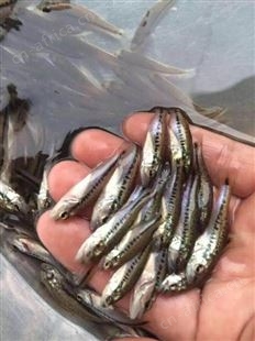 鲈鱼苗 基地批发优质鱼苗 诚信经营 量大价优