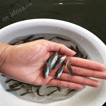 中渔水产 山泉水鱼 3-4厘米鲈鱼 