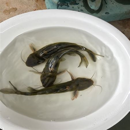 黄骨鱼 全雄黄骨鱼 杂交黄骨鱼