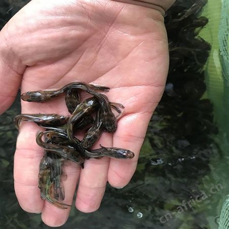 单性黄骨鱼 全雄黄骨鱼 直供黄骨鱼批发