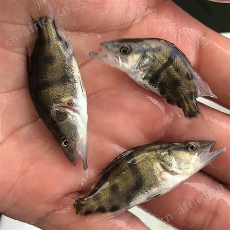 鯚鱼 供应桂花鱼苗 桂花鱼鱼苗批发价格
