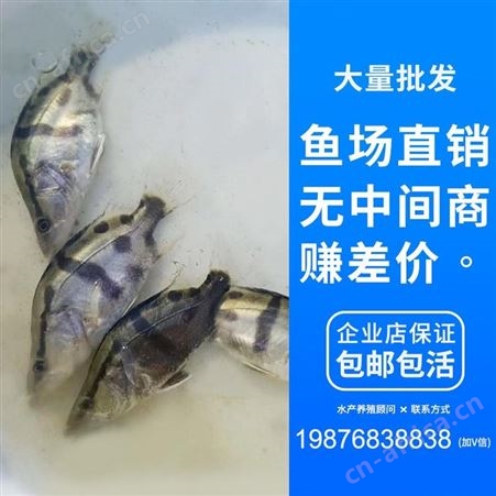 中渔  桂鱼鱼苗   苗鱼场    桂花鱼   苗鳜鱼苗   翘嘴鳜鱼   季鱼  鳌花 桂鱼鱼苗 贵鱼苗