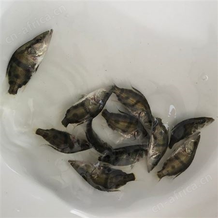 中渔  桂鱼鱼苗   苗鱼场    桂花鱼   苗鳜鱼苗   翘嘴鳜鱼   季鱼  鳌花 桂鱼鱼苗 贵鱼苗