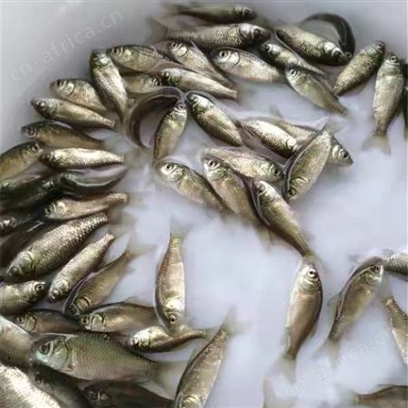 杂交鲫鱼苗 质量优良 